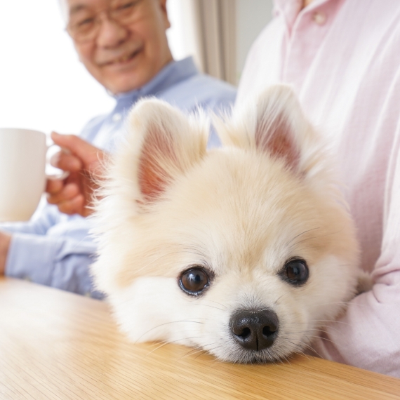 わんにゃんラブブリーダーについて