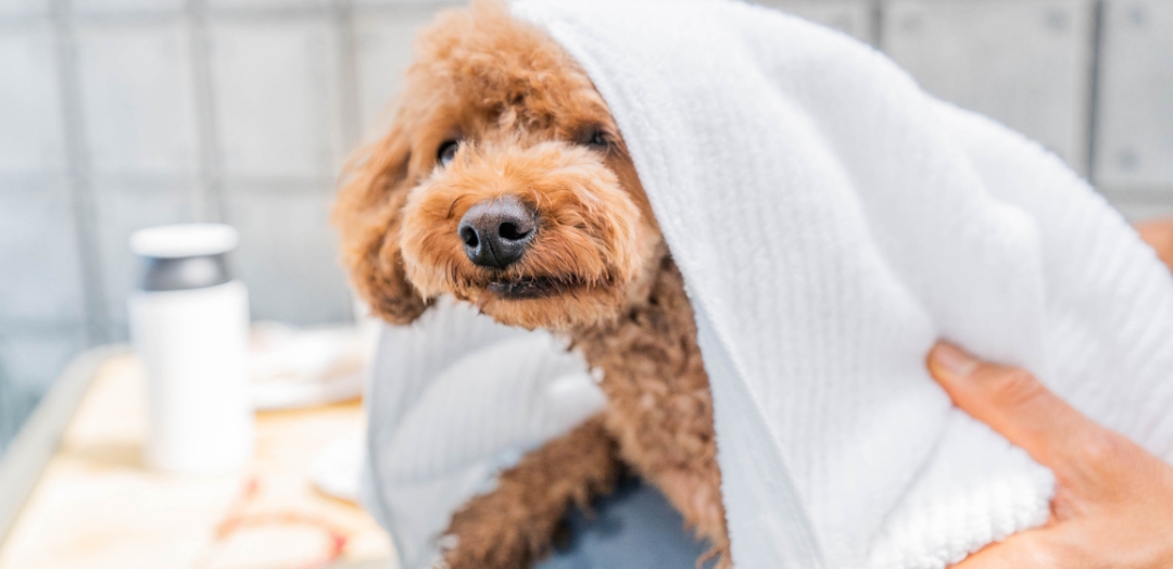 愛犬家でありブリーダーであるスタッフが考えました。