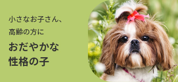 家で飼うならやっぱり毛抜けが少なめ