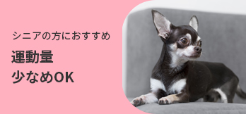 走り回るの大好きアクティブ元気