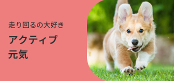 インパクトあるめずらしいワンちゃん