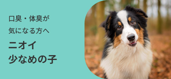 集合住宅に最適むだ吠えの少ない子