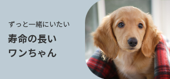 寿命の長いワンちゃん