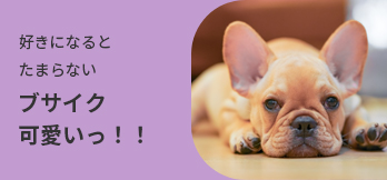 ブサイク可愛いワンちゃん