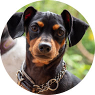 ミニチュアピンシャー