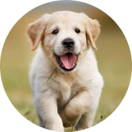 ゴールデンレトリバー