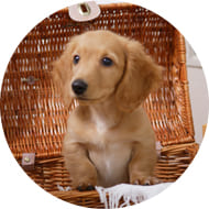 ミニチュアダックスフンド