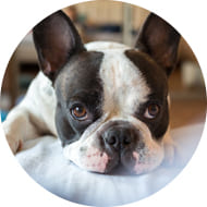 フレンチブルドッグ
